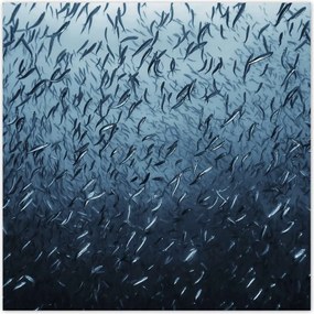 Poszterek 100x100 Túrázás halrajok víz