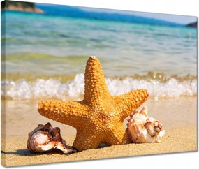 Vászonkép 40x30 Tengeri csillag és kagylók