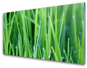 Üvegkép Grass Nature Plant Csepp 100x50 cm 4 fogas