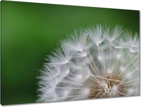 Vászonkép 120x80 Pitypang Virág Virágok