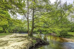 Poszter 91,5x61cm Tó az erdőben 2, Assaf Frank