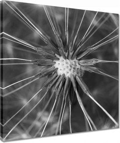 Vászonkép 40x40 Pitypang Virág Virágok