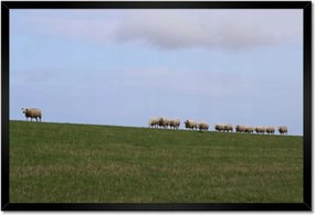 Poszterek keretben 60x40 Juh legeltetés Bárányok