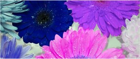 Színes virágok képe (120x50 cm)