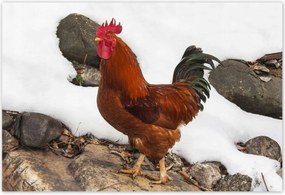 Poszterek 200x135 Kakas Igazi harcos