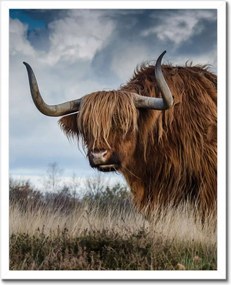 Poszterek keretben 40x50 Felvidéki tehén Szarvak