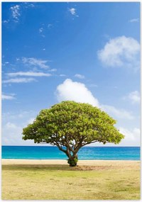 Poszterek 70x100 Tájkép fával