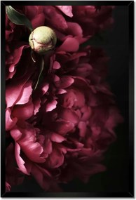 Poszterek keretben 40x60 Gyönyörű lila bazsarózsa