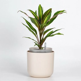 Plastia Tolita önöntöző virágtartó, bézs, átmérő: 19 cm, 19 cm átmérőjű