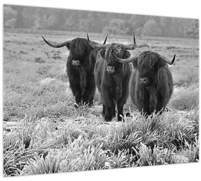 Kép - Skót tehenek (70x50 cm)