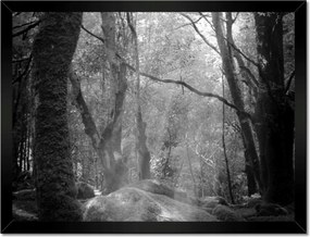 Poszterek keretben 40x30 Rejtélyes erdő Sugár