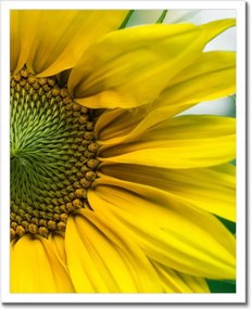 Poszter keretben 40x50 Napraforgó Virág