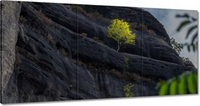 Festmények 180x90 Fa Fák Kilátás