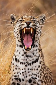 Fotográfia A leopard yawning, close-up portrait, Jami Tarris