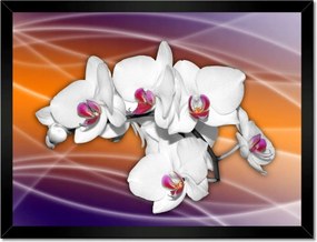 Poszterek keretben 40x30 Gyönyörű orchidea