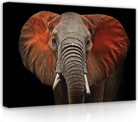 Vászonkép 70x50 Afrikai elefánt portré természet vadság fenség bölcsesség