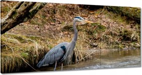 Vászonkép 120x60 Kalapos madár Tájkép Kilátás