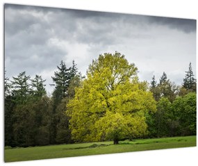 Egy zöld fa képe a mező közepén (90x60 cm)
