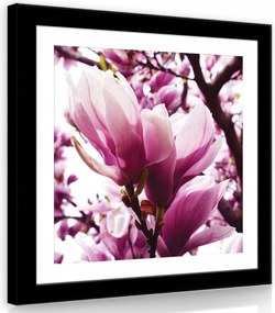Vászonkép 80x80 Magnólia virágok tavasz virágzás rózsaszín fehér természet
