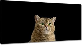 Vászonkép 115x55 Skót cica