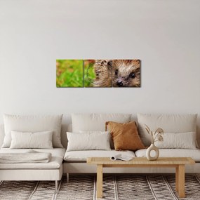 Sündisznó képe (órával) (90x30 cm)
