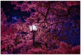 Poszterek 185x125 Mély éjszaka Lámpa Virágok