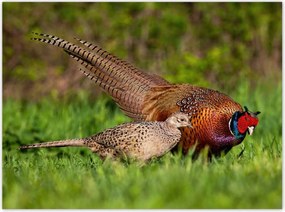 Poszterek 135x100 Fácán család Madarak