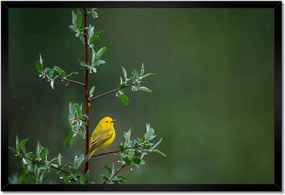 Poszterek keretben 60x40 Madarak