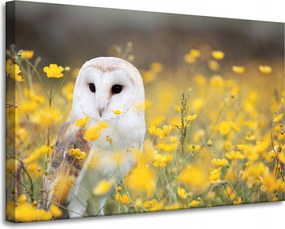 Vászonkép Fehér Bagoly Virágok Természet Rét Természet Állatok 90x60