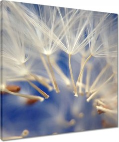 Vászonkép 50x50 Pitypang Virág Virágok