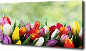Vászonkép Színes tulipánok 100x70 cm