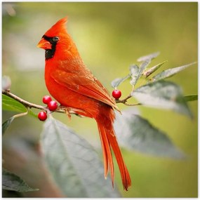 Poszterek 100x100 Madarak