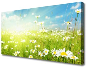 Vászonkép falra Daisy Meadow Természet 100x50 cm