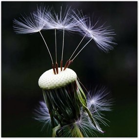 Poszterek 100x100 Pitypang Virág Virágok