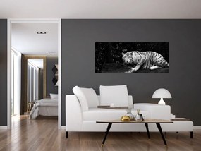 Kép - albínó tigris, fekete-fehér (120x50 cm)