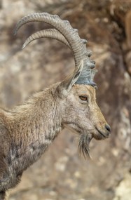 Poszter 53x81cm Nubiana Ibex 6, Assaf Frank