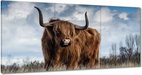 Vászonkép 60x30 Skót tehén felföldi szarv