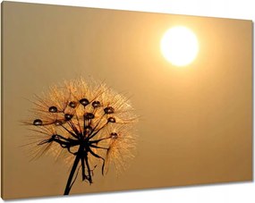 Vászonkép 100x70 Pitypang Virág Virágok