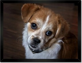 Poszterek keretben 40x30 Kutya