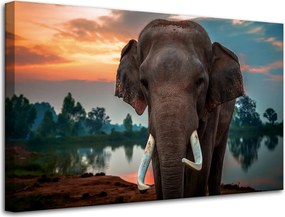 Vászonkép Gyönyörű Ég Elefánt Természet 80x50 cm Ideális ajándék