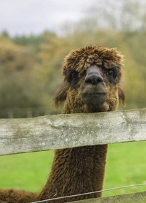 Poszter 39,5x55cm Közelkép az Alpokról, Assaf Frank