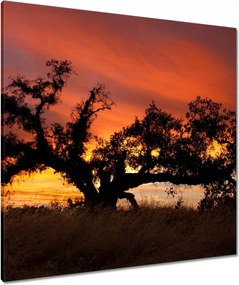Vászonkép 80x80 Akác Afrikában