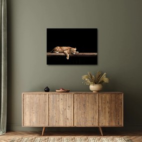 Kép - Lioness (70x50 cm)