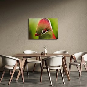 Színes madár képe (70x50 cm)