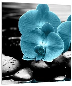 Kék orchidea képe (30x30 cm)