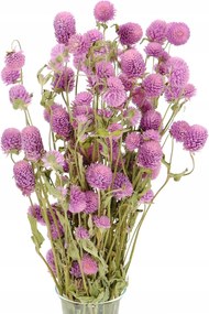 Szárított Gomfrena Gömb alakú hanga csokor szárított virágok váza