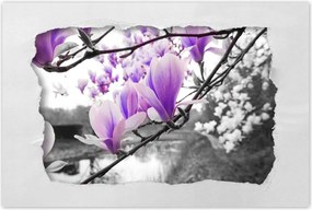 Poszterek 90x60 Magnólia Virágok