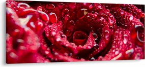 Vörös rózsa virágzata képe (120x50 cm)