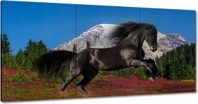 Vászonkép 180x90 Frizbi csődör Ló