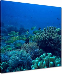 Vászonkép 60x60 Laguna Korallok Óceán